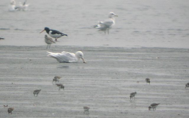 �V���J����