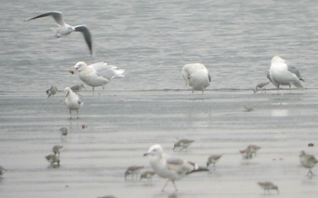 �V���J����