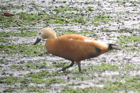 �A�J�c�N�V�K��