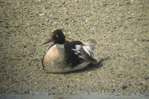 �E�~�A�C�T