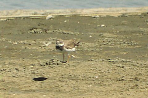 �n�W���R�`�h��