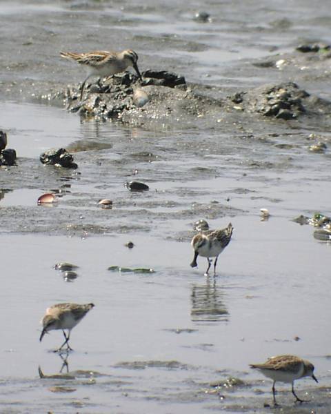 �w���V�M�ƃL���A�C