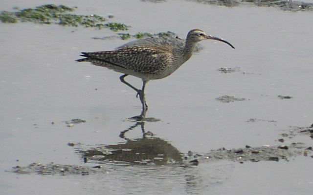 �`���E�V���N�V�M