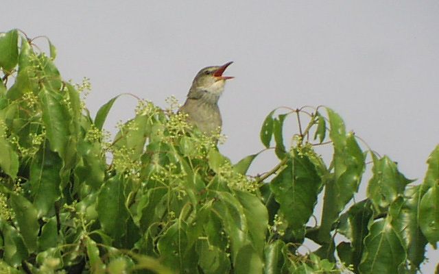 �I�I���V�L��