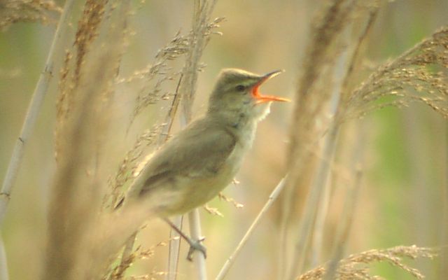 �I�I���V�L��