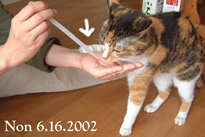 Haru S Palette 23歳の老猫2匹 腎不全闘病記