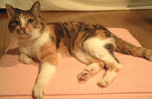 HARUu0027S PALETTE 20歳の老猫、腎不全闘病記