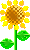 sunflower_02.gif